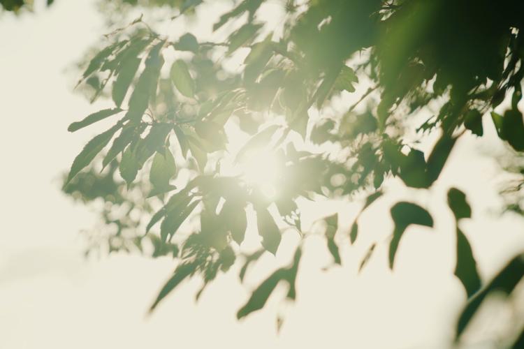 Sonne die durch Äste scheint